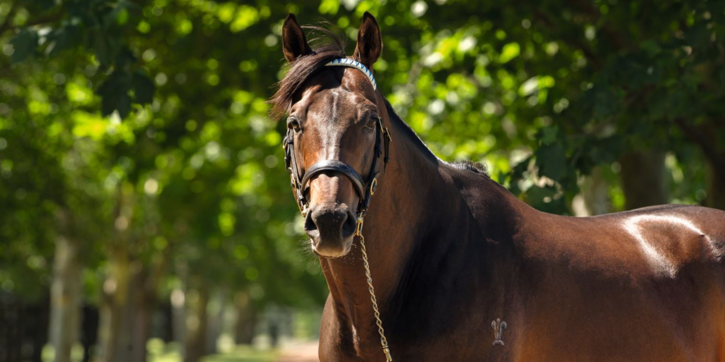 Danish Prince Thoroughbred Horse Profile - Next Race, Form, Stats, News,  Breeding