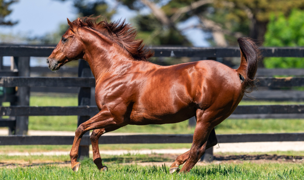 Tempted adds to stellar season for Street Boss in G2 win | Australia