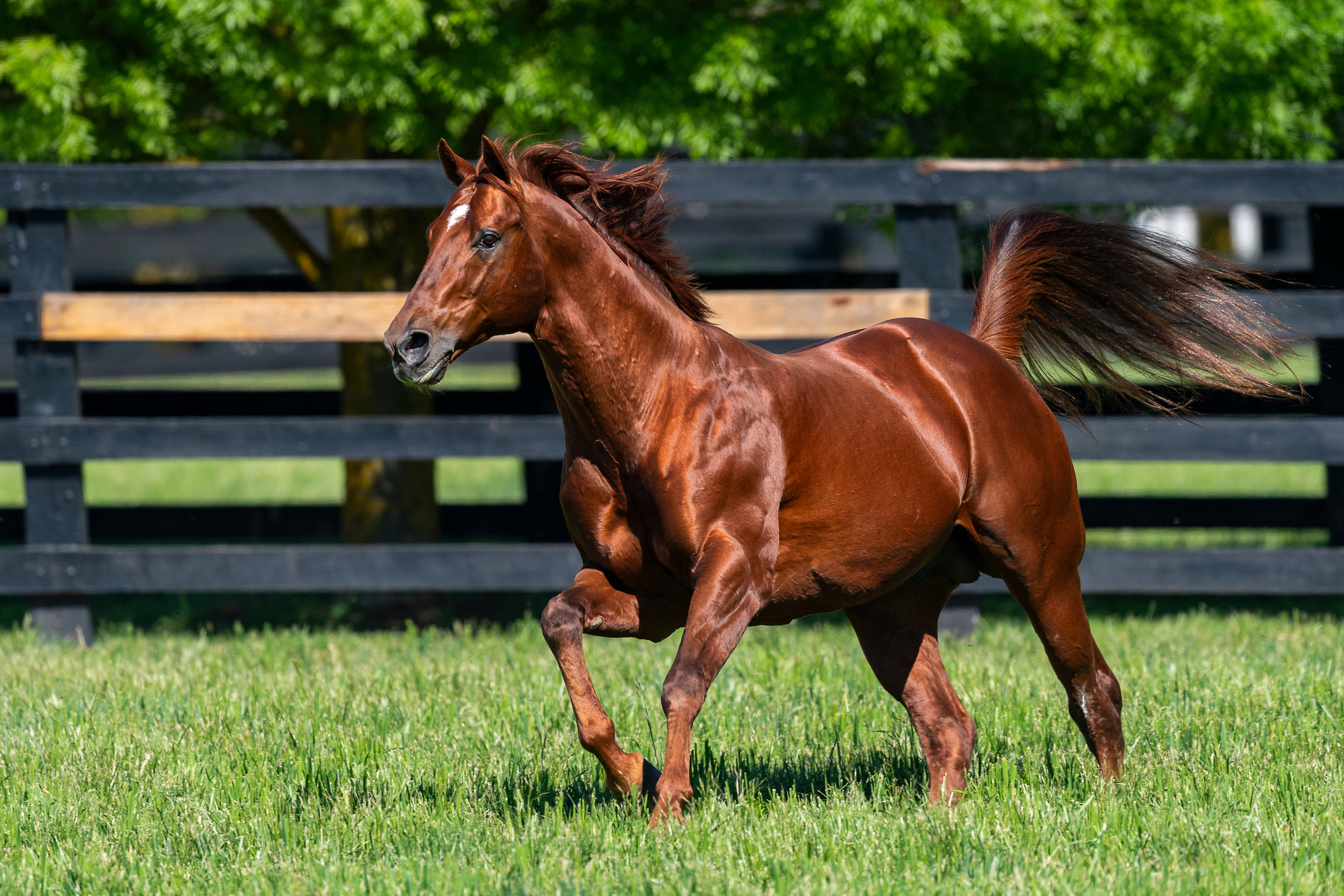 Who Took the Money cashes winning ticket in Louisiana Legends Turf ...