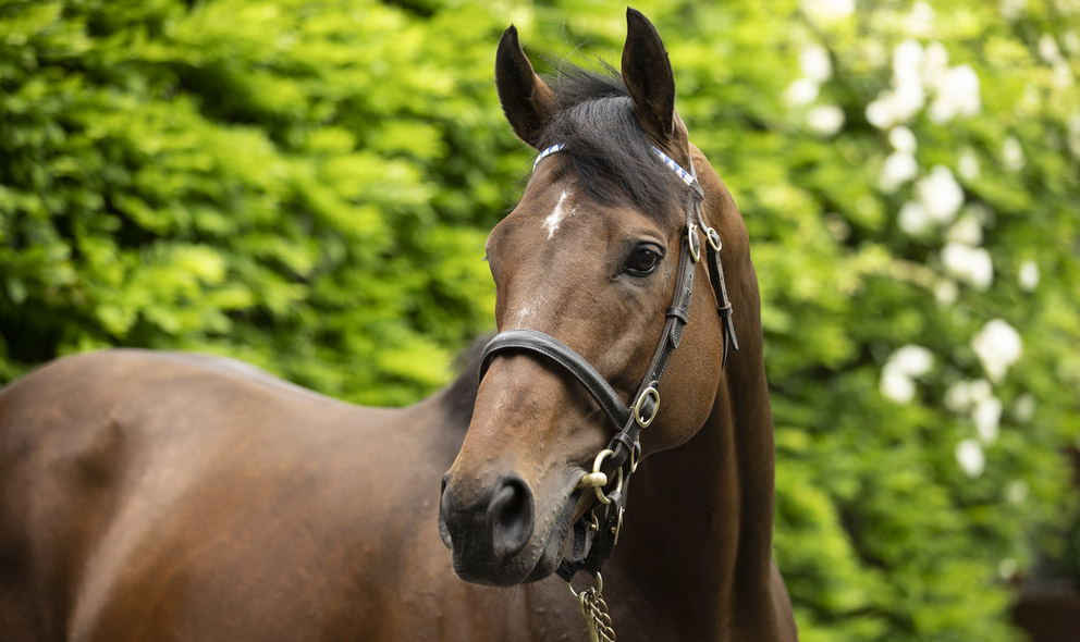 Ghaiyyath: million-dollar yearling, leading first-season sire by ...