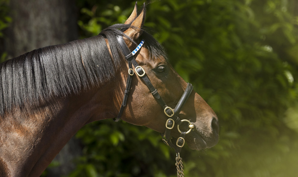 Second impressive winner for Ghaiyyath in three days | Australia