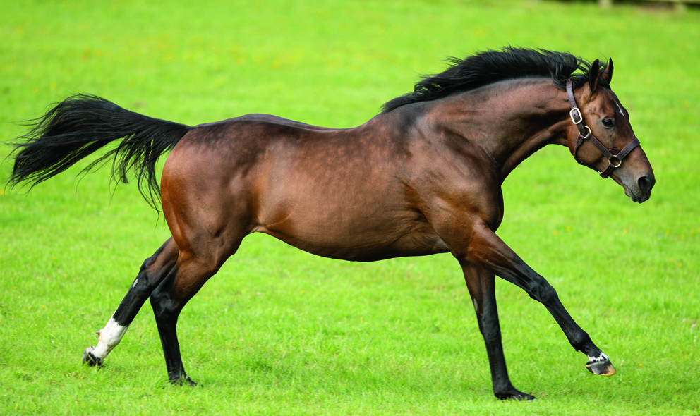 The Padre proves much the best in G2 Del Mar Derby | Europe