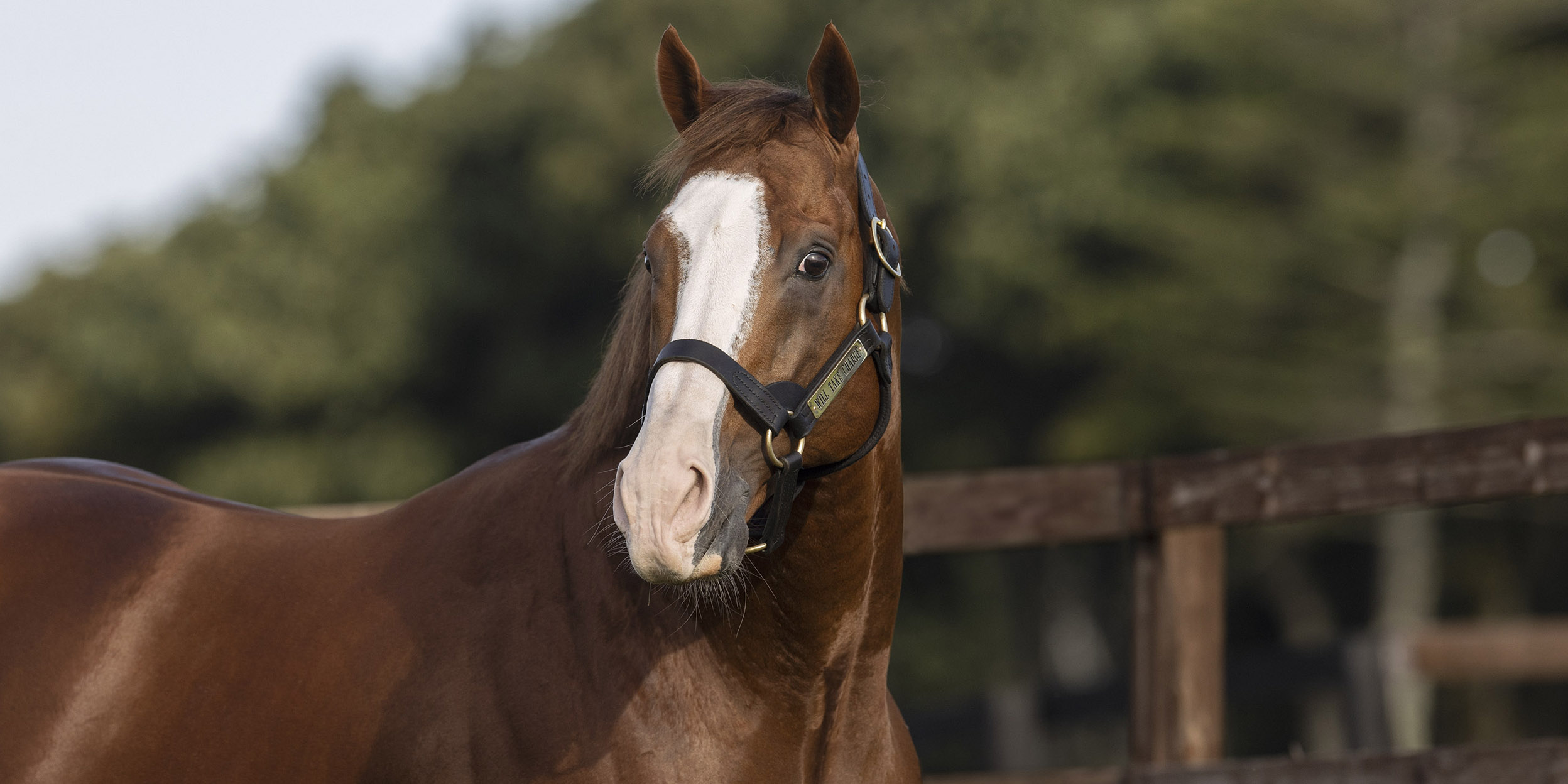 Sire of high-profile international campaigner France Go de... 
