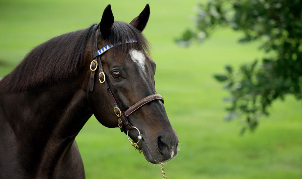 Medaglia d'Oro