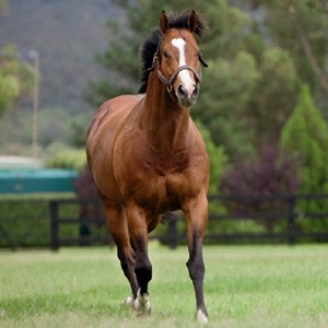 Third winner for Ad Valorem | Australia