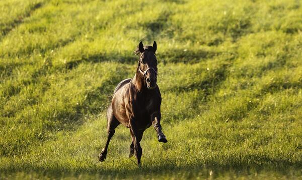 Gainsborough Farm photo from the official site
