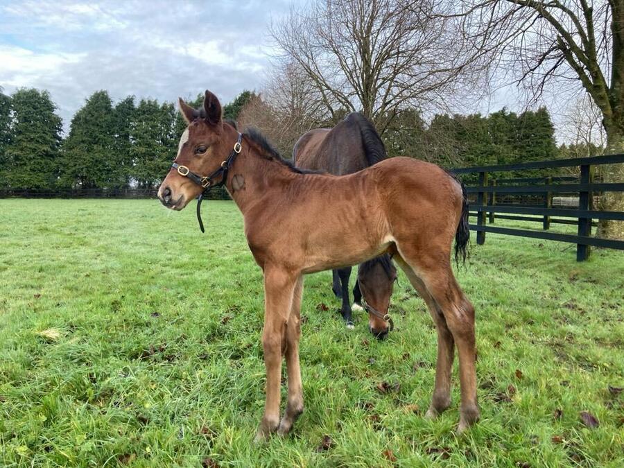 Image for Naval Crown Filly Born at Hawes Stud
